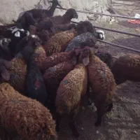 بره ماده