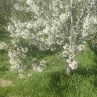 زمین ویلایی