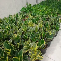 گل فروشی|گل و گیاه طبیعی|فلاورجان, |دیوار