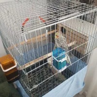 فروش عروس هلندی سخنگو