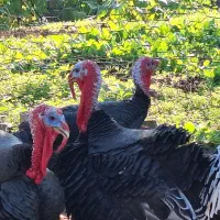 بوقلمون نر محلی