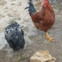 خروس|پرنده|ابریشم, |دیوار