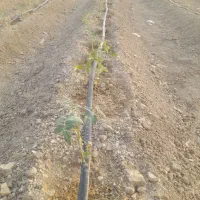 کارگر ساده مرد جهت کار در گلخانه