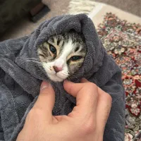 واگذاری گربه