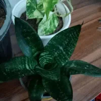 گلهای خانه من|گل و گیاه طبیعی|تبریز, |دیوار