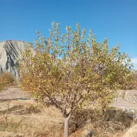 هرکاری وفرم دهی انواع درختان|خدمات باغبانی و درختکاری|مرند, |دیوار