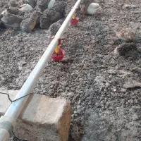 کود بلدرچبن وکود گوسفند