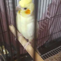 جفت عروس هلندی لوتینو زعفرونی|پرنده|مشهد, گلبرگ|دیوار