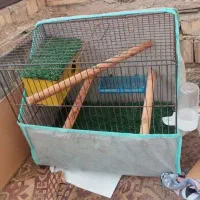 قفس با هر پرنده‌ای معاوضه می‌کنم