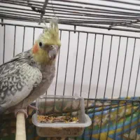 عروس هلندی|پرنده|ابهر, |دیوار