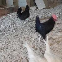 مرغ و خروس مینیاتوری|حیوانات مزرعه|ماهدشت, |دیوار