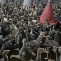 فروش عمده بوقلمو برنز و بیوتی