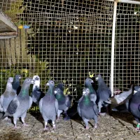 کفتر پلاکی|پرنده|شیراز, کوزه گری|دیوار