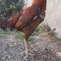 خروس لاری یکساله تاج مهر