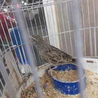 سهره خاکی|پرنده|بجنورد, |دیوار