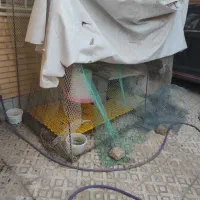 قفس مرغ