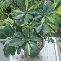 با اینها یه بهشت کوچولو تو خونه برا خودت بساز|گل و گیاه طبیعی|شاهینشهر, مخابرات (شهید بهشتی)|دیوار