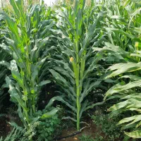 ذرت عالی وشاداب چندروزدیگر درو درتربت جام