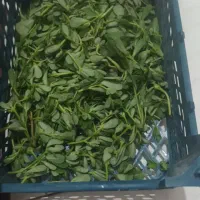 خلفه|خوردنی و آشامیدنی|سبزوار, پیروزی|دیوار