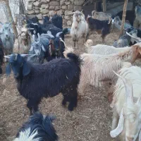 چپش و بیگ (بزغاله)|حیوانات مزرعه|اندیمشک, |دیوار