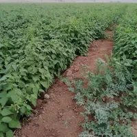 زمین کشاورزی بر رو جاده اصلی .