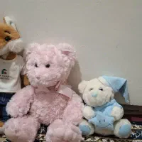 خرس در حد نو