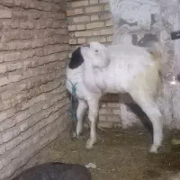 بز نر گلابی|حیوانات مزرعه|شوشتر, |دیوار