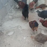خروس و باریک فروشی