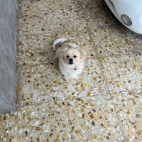 واگذاری توله چهار ماهه