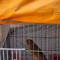 قناری طلایی|پرنده|رشت, منظریه|دیوار