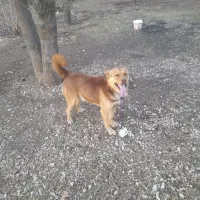 سگ نگهبان|سگ|اسلامآباد غرب, |دیوار