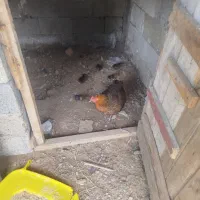 مرغ. با جوجه یک هفته از تخم در اومده