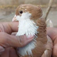 جفت کفتر ریش پرتغالی و شکلاتی