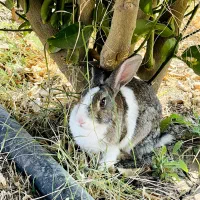 خرگوش|موش و خرگوش|دوگنبدان, |دیوار