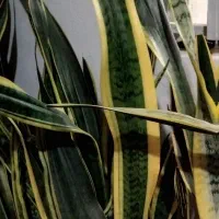 ۲۰۰|گل و گیاه طبیعی|تالش, هشتپر|دیوار