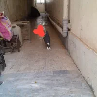یجفت پلاس مست مست