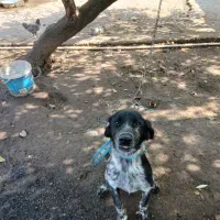 یک قلاده توله نر ستر شکاری|سگ|املش, |دیوار