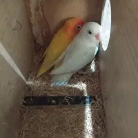 طوطی برزیلی|پرنده|تهران, هفده شهریور|دیوار