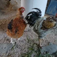 خروس ومرغ چهل تاج