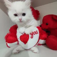 گربه ناز|گربه|ساری, |دیوار