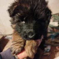 واگذاری توله