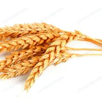 فروش یک تن گندم آبی تمیز