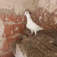 سارکاکلی ۷پر انداخته نر هستش