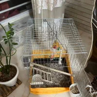 طوطی راهب سخنگو رام و اجتماعی|پرنده|بم, |دیوار