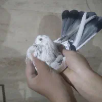 فروش ۲ عدد کبوتر به ظمانت پرش و تخم و جوجه