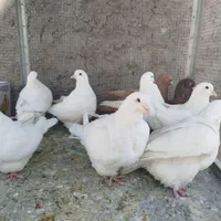 مونداین استسنایی|پرنده|اصفهان, ارغوانیه|دیوار