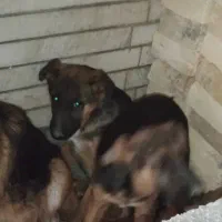 واگذاری|سگ|شیراز, نیستان|دیوار