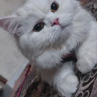 گربه بریتیش