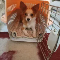 سگ کوچک آپارتمانی|سگ|یزد, |دیوار