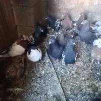 تعدادی کبوتر